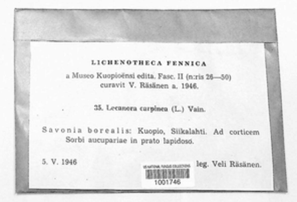 Lecanora carpinea image